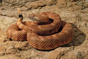 Vipers: Speckled Rattlesnake