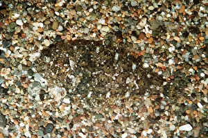 Speckled: SPECKLED SANDDAB - CAMOUFLAGED