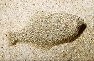 Ken Lucas: SPECKLED SANDDAB - CAMOUFLAGED