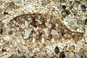 Ken Lucas: SPECKLED SANDDAB - Camouflaged on Sandy Bottom