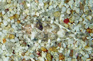 Feature Idea - Animal Camouflage: Speckled Sanddab - Camouflaged on sandy seabed