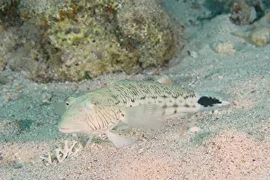 Speckled: Speckled sandperch (Parapercis hexophthalma), Ho