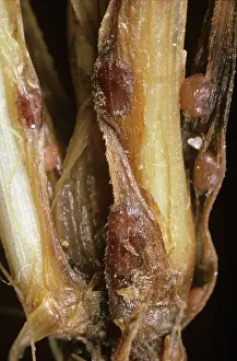 Vulgare: Speckled Snow Mold on barley