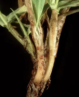 Mold: Speckled snow mold on barley seedling