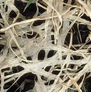 Mold: Speckled snow mold damaged barley