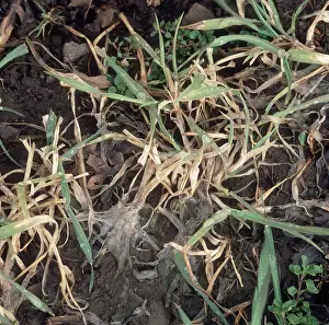 Mold: Speckled snow mold or snow rot