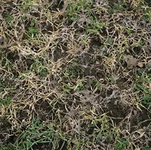 Mold: Speckled Snow Mold (Typhula incarnata) on barley