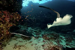 Fantail: Speckled Stingray