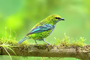 Tanager: Speckled Tanager, Ixothraupis guttata