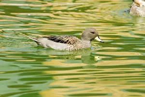 Flavirostris: Speckled Teal