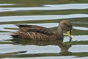 Flavirostris: Speckled Teal / Yellow-billed Teal