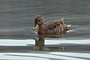 Flavirostris: Speckled Teal / Yellow-billed Teal