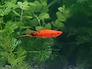 Sword: Speckled wagtail swordtail - side view male