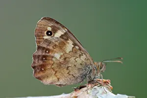 Pararge: Speckled Wood