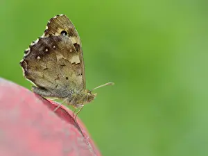 Pararge: Speckled Wood