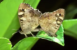 Pararge: Speckled Wood Butterflies - on flower