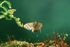 Pararge: Speckled Wood Butterfly