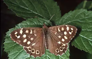 Speckled: Speckled Wood Butterfly