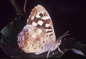 Speckled: Speckled Wood Butterfly