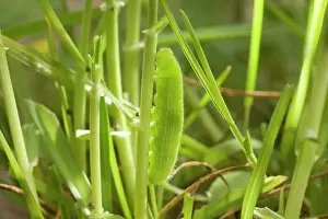 Pararge: Speckled Wood Butterfly caterpillar on grass (