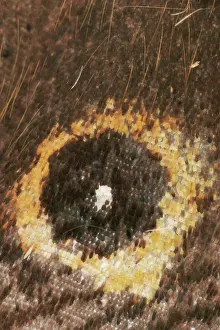 Pararge: Speckled Wood Butterfly - Close up of wing showing 'eyeI