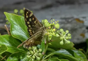 Helix: Speckled Wood butterfly, Pararge aegeria, feedin