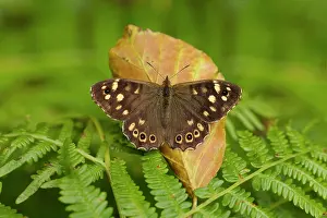 Pararge: Speckled Wood Butterfly resting on bracken and basking