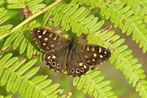 Pararge: Speckled Wood Butterfly resting on bracken and basking