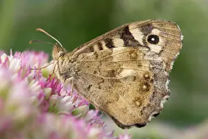 Speckled: Speckled Wood Butterfly on Sedum - underside - Norfolk