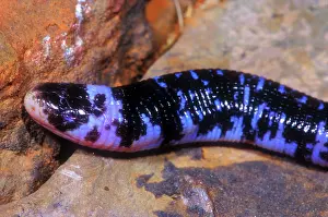 Amphisbaena: Speckled Worm Lizard