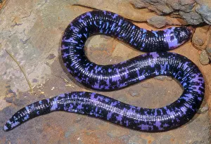 Amphisbaena: Speckled Worm Lizard