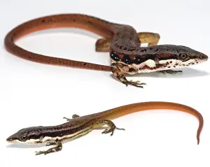 Amazonian: The Speckled Worm Lizard (Amphisbaenia fuliginosa)