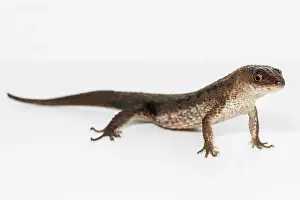 Amazonian: The Speckled Worm Lizard (Amphisbaenia fuliginosa)