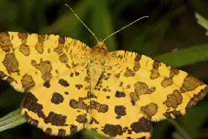Macularia: Speckled Yellow Moth