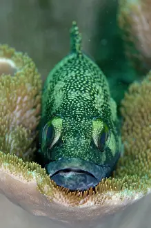 Epinephelus: Specklefin Grouper Pangah Kecil dive site, Loh Buaya
