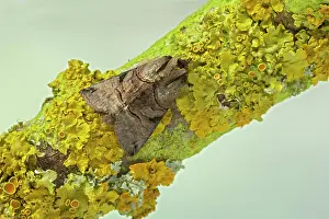 Spectacles: Spectacle Moth