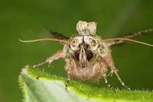 Abrostola: Spectacle Moth