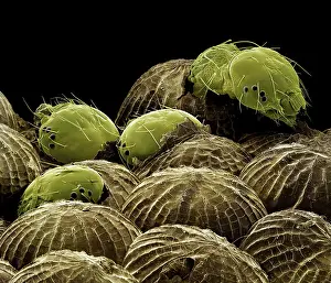 Spectacles: Spectacle Moth - caterpillars hatching