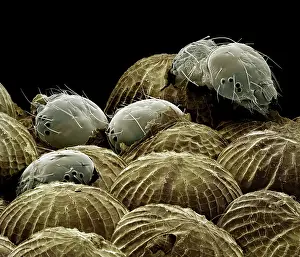 Spectacles: Spectacle Moth - caterpillars hatching