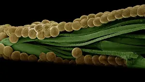 Spectacles: Spectacle Moth - eggs