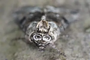 Tripartita: Spectacle Moth, Norfolk UK