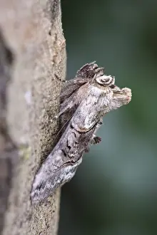 250417: Spectacle Moth, Norfolk UK