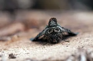 Spectacles: Spectacle Moth - showing spectacles