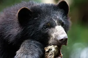 Tremarctos: Spectacled / Andean Bear