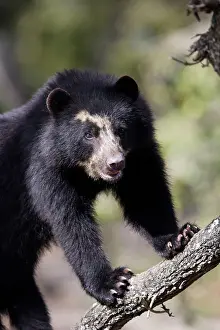 Tremarctos: Spectacled / Andean Bear
