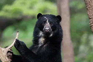 Tremarctos: Spectacled / Andean Bear