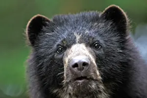 Tremarctos: Spectacled / Andean Bear
