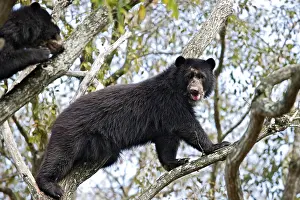 Tremarctos: Spectacled / Andean Bear