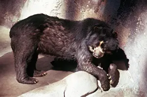 Spectacled: SPECTACLED / Andean BEAR