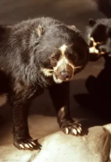Kenneth Hoyle: SPECTACLED / Andean BEAR